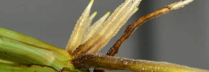 Luftwurzeln einer Pflanze